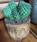 Large cactus in wood pot
